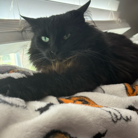 Meet your Posher, Ashley - Picture 5 of 5